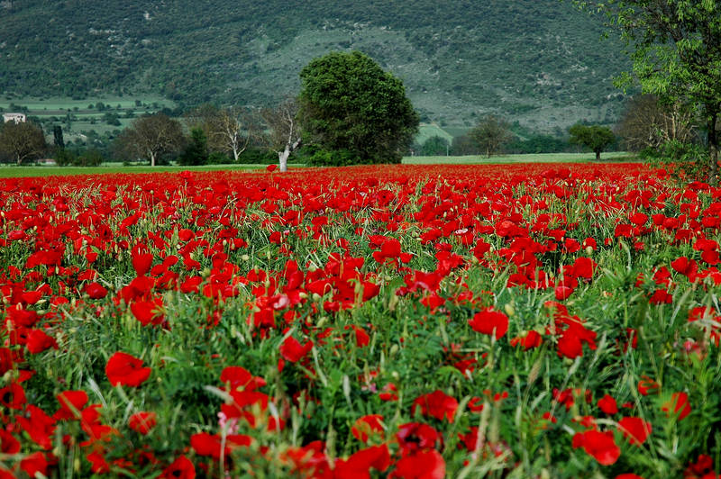 Campo di papaveri