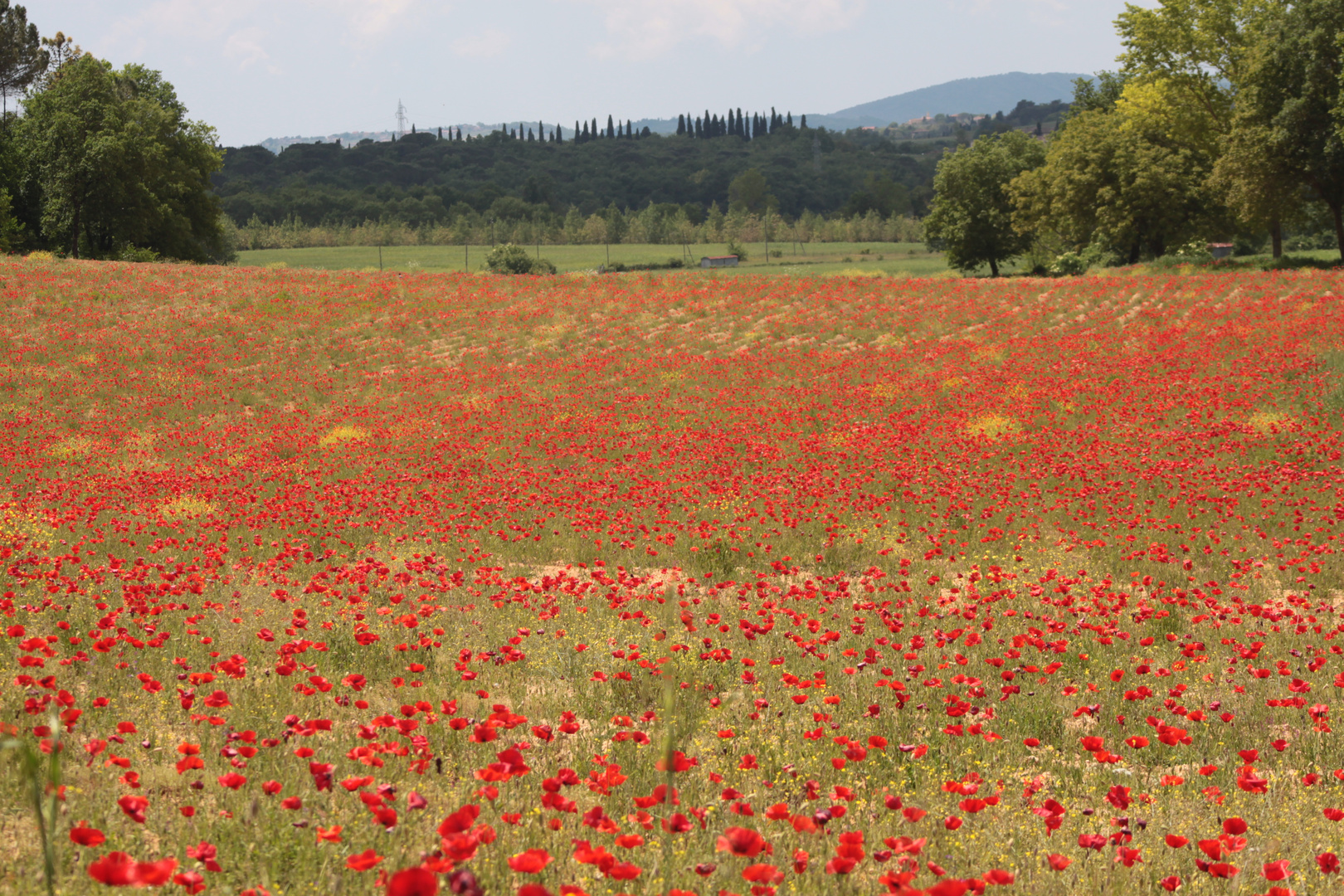 Campo di papaveri