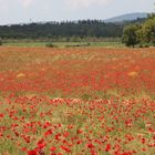 Campo di papaveri