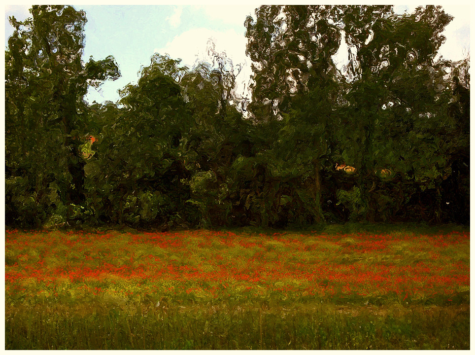 campo di papaveri