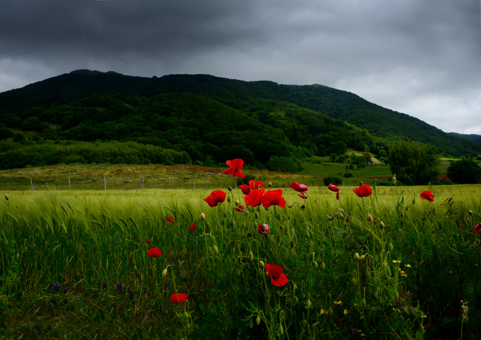 campo di papaveri