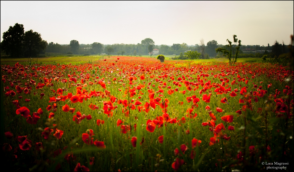 Campo di papaveri....