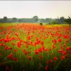 Campo di papaveri....