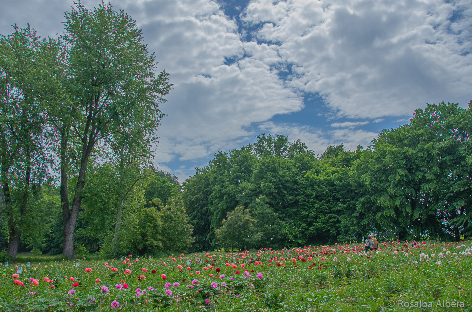 Campo di peonie 