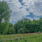 Campo di peonie 