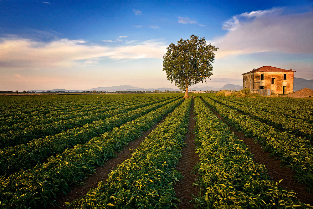 Campo di pomodoro con albero