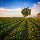 Campo di pomodoro con albero