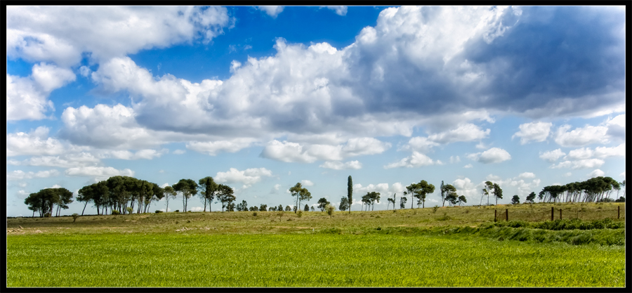 Campo di verde grano