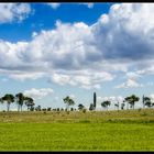 Campo di verde grano