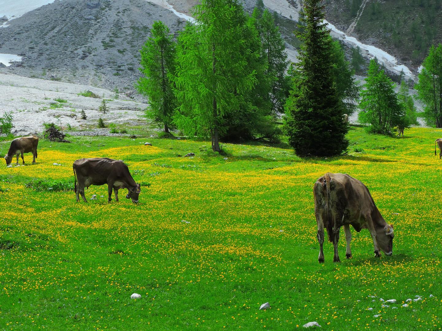 Campo fiorito