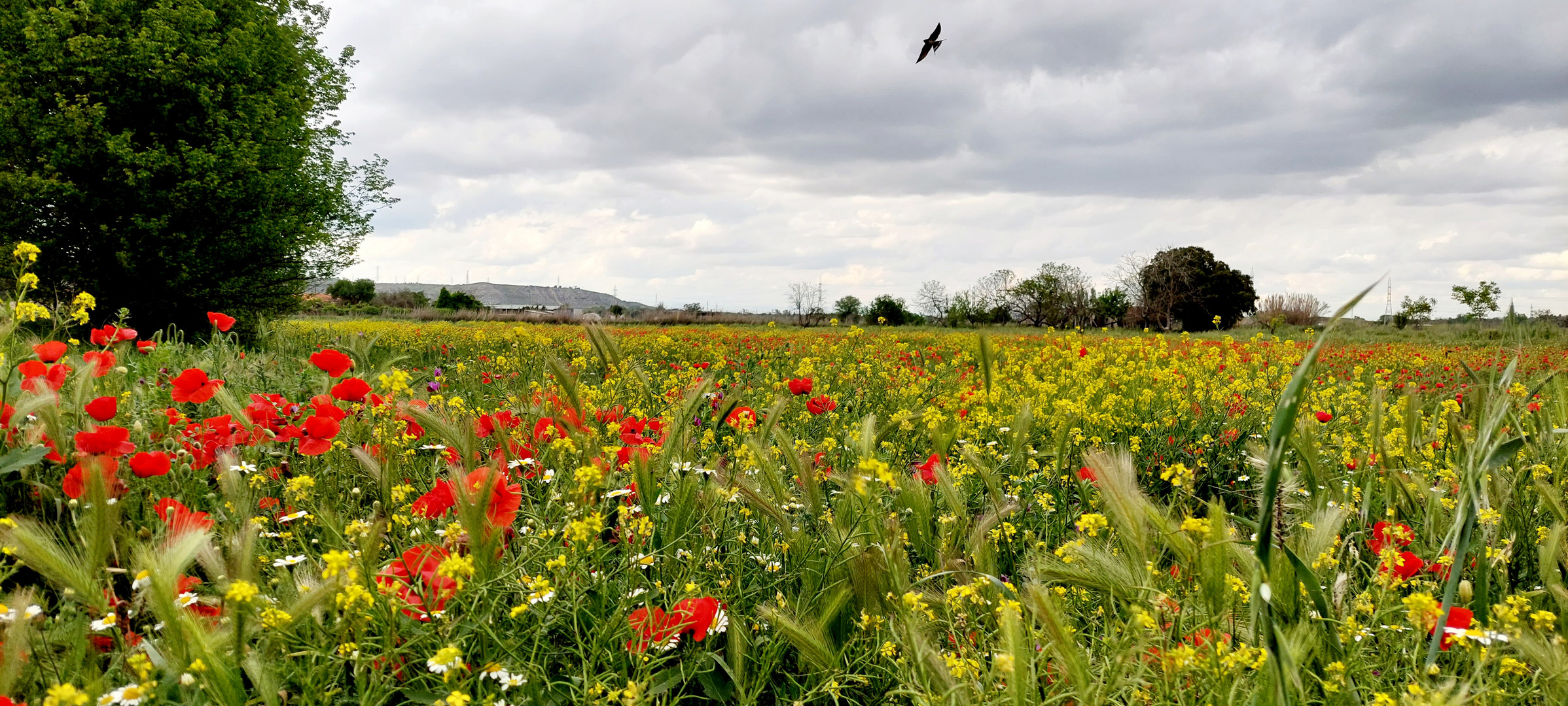 campo florido