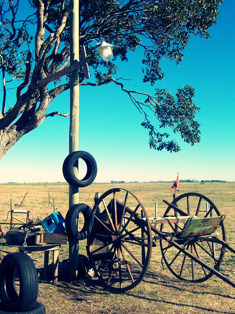 campo gaucho