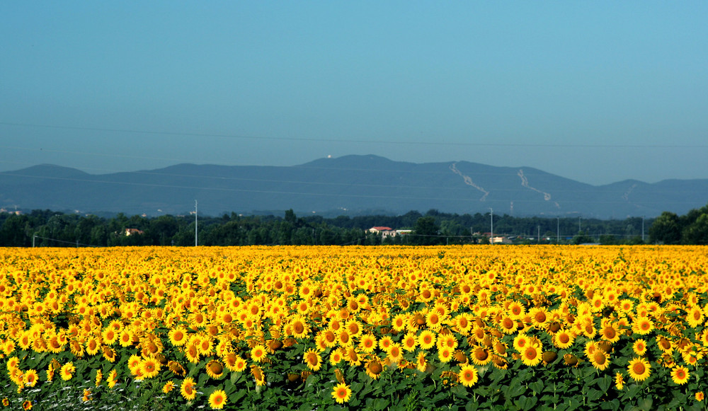 campo giallo