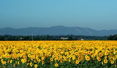 campo giallo