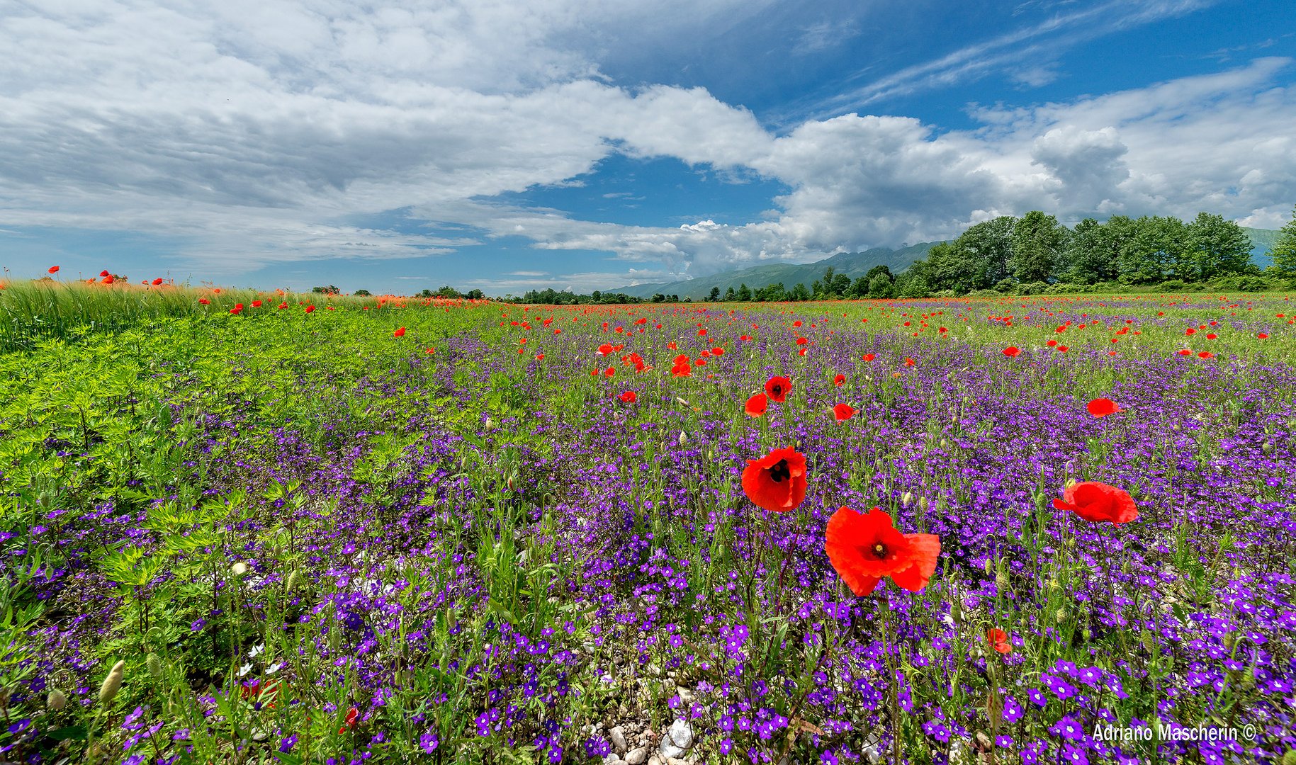 Campo incolto...