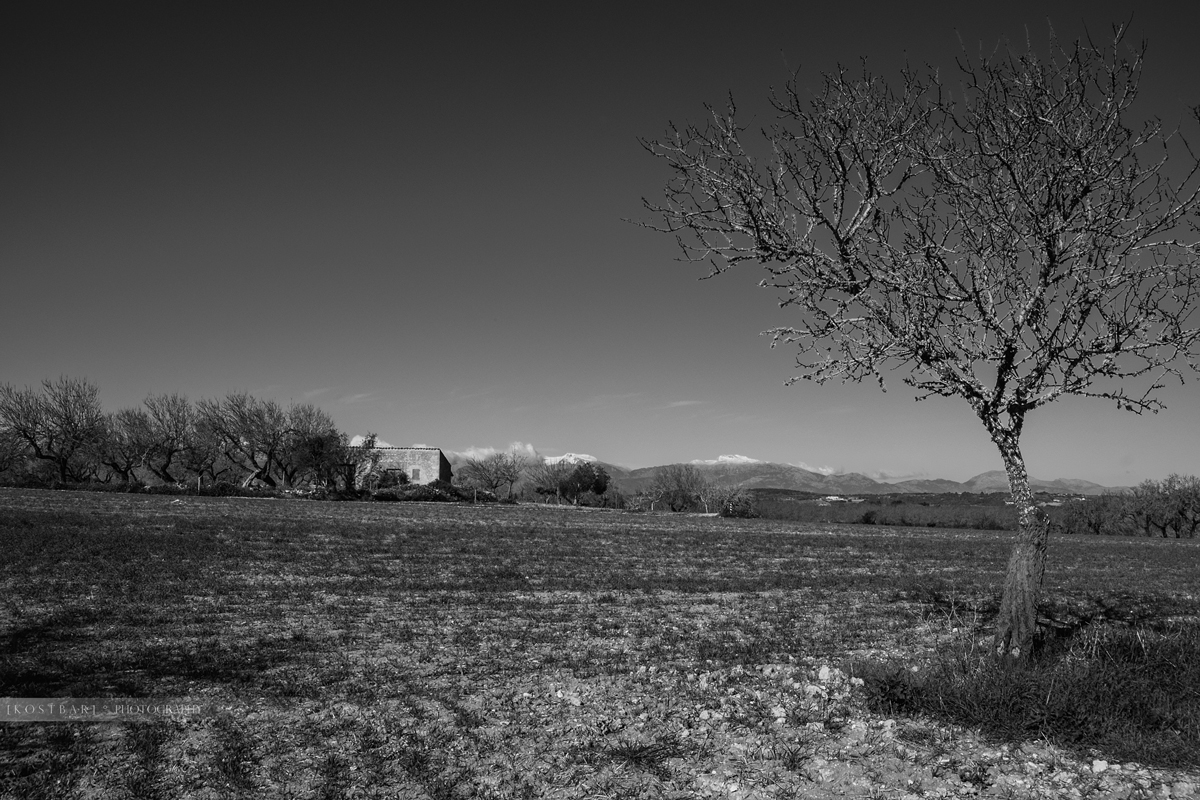 campo | Mallorca