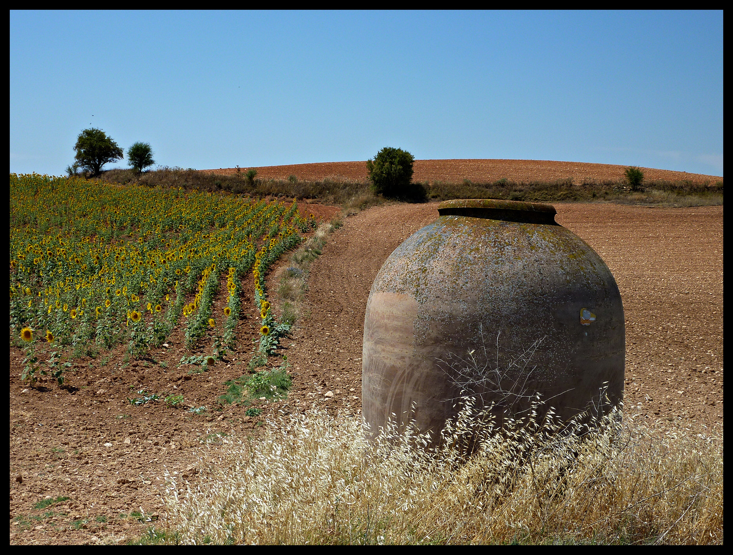 CAMPO MANCHEGO