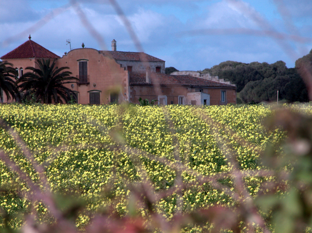 Campo Menorca