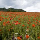 Campo papaveri e grano