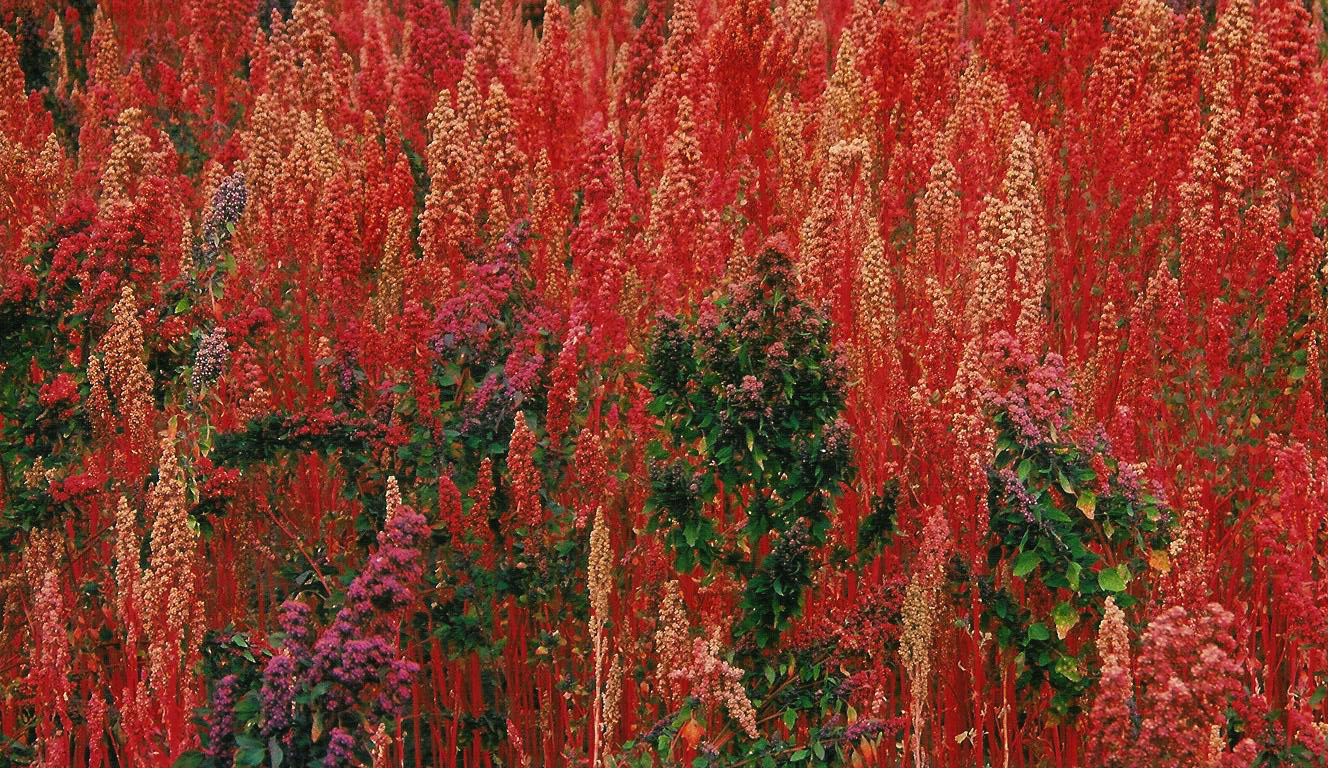 Campo sembrado de quinoa (provincia de Chimborazo).