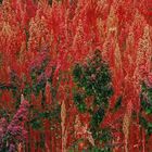 Campo sembrado de quinoa (provincia de Chimborazo).