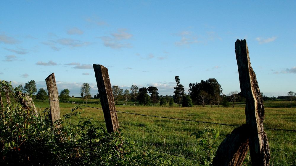 campo sureño 2