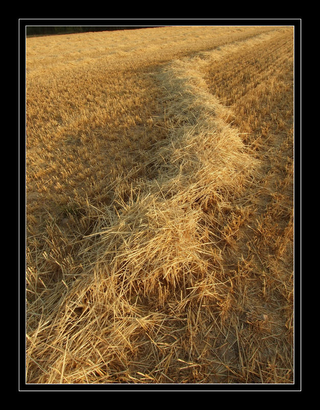 Campo trabajado