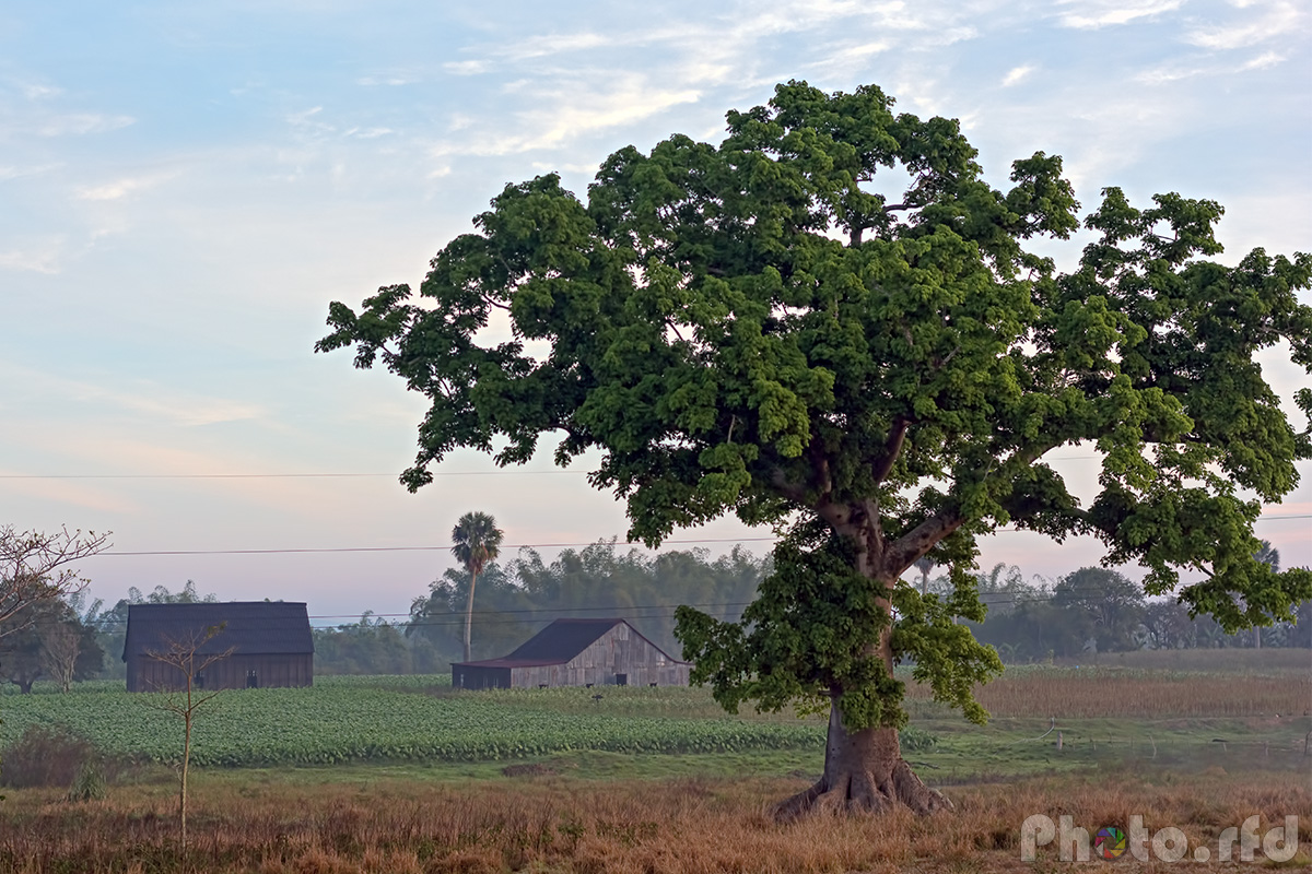 Campo y niebla