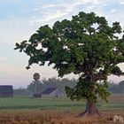 Campo y niebla