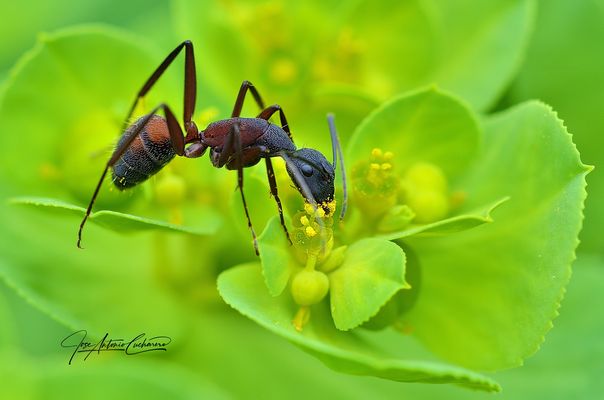 Camponotus cruentatus