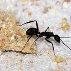 Camponotus cruentatus I