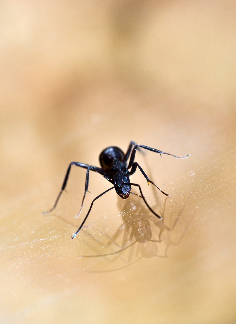 Camponotus cruentatus II