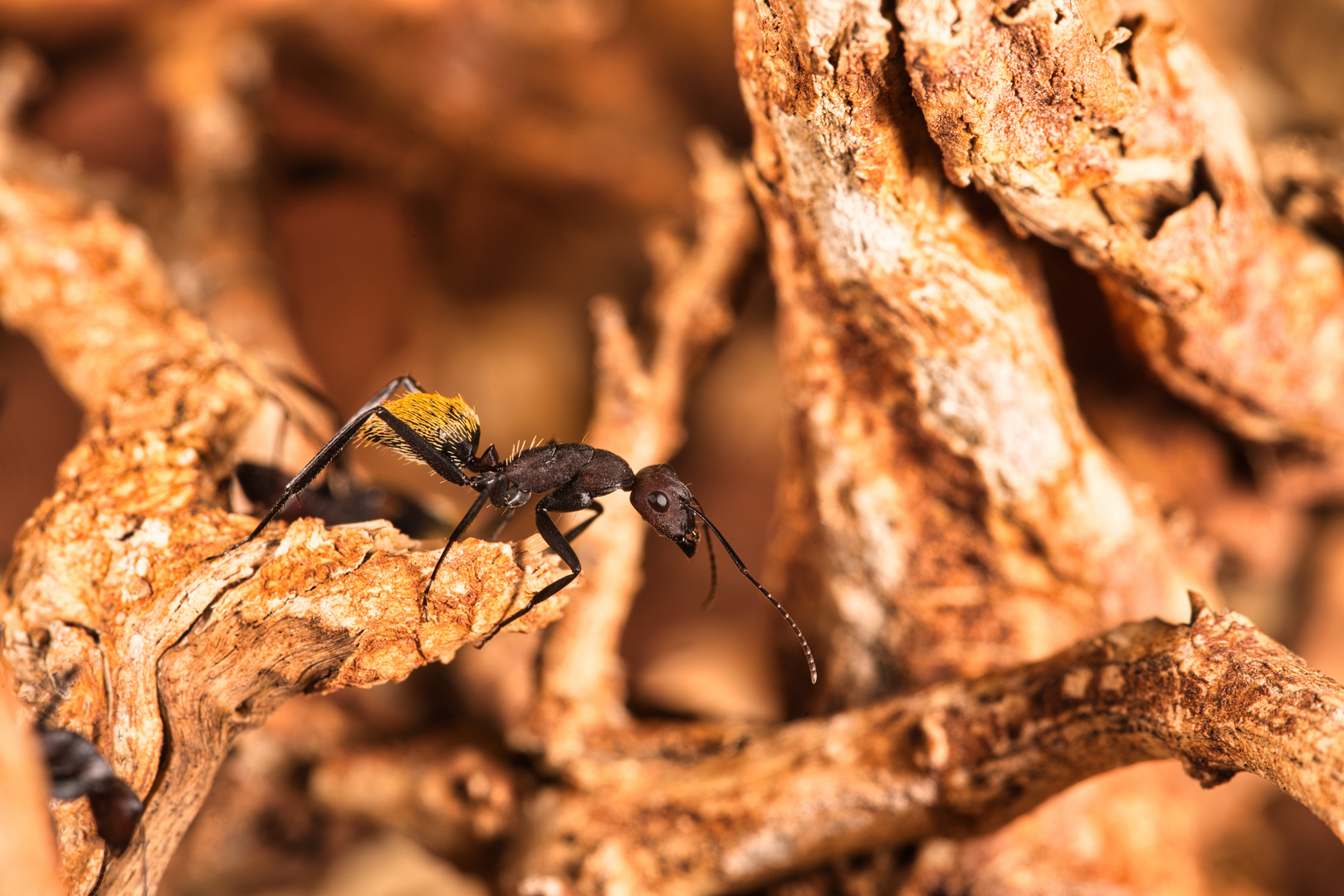 Camponotus fulvipilosus auf Wachposten