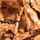 Camponotus fulvipilosus auf Wachposten