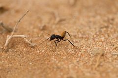 Camponotus fulvopilosus?