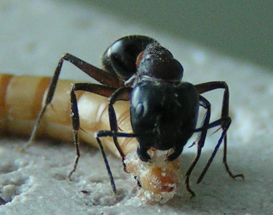 Camponotus ligniperda