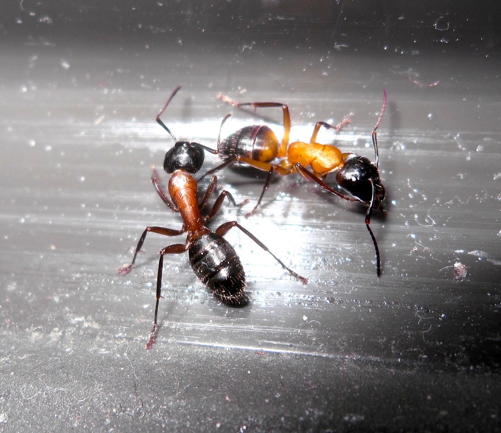 Camponotus ligniperda- Major und Media- Minor Arbeiter