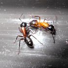 Camponotus ligniperda- Major und Media- Minor Arbeiter