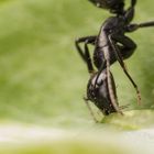 Camponotus vagus Arbeiterin