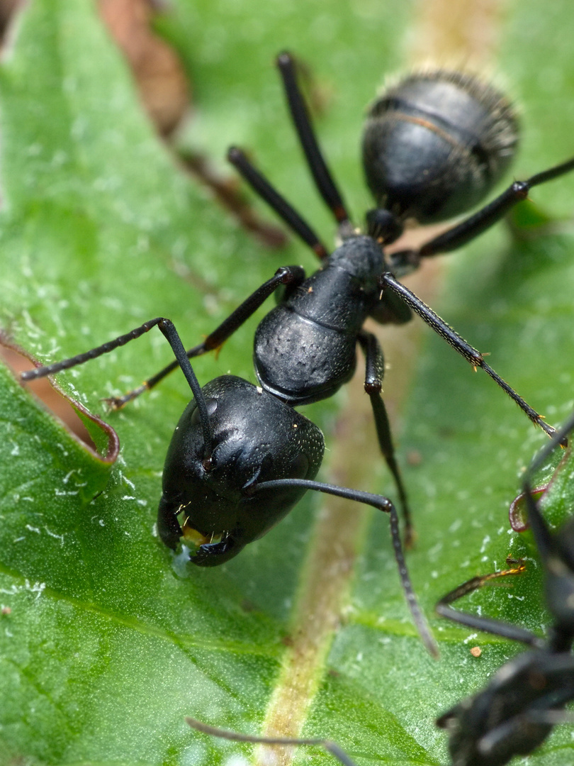 Camponotus vagus Arbeiterin
