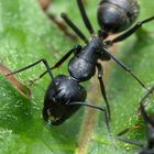 Camponotus vagus Arbeiterin