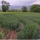 Campos cerca del lago (Felder am See)