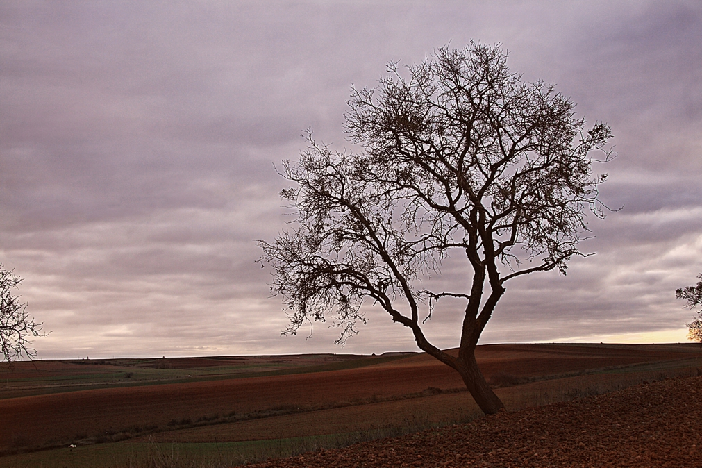 Campos con árbol