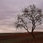 Campos con árbol