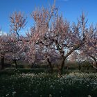 Campos de almendros