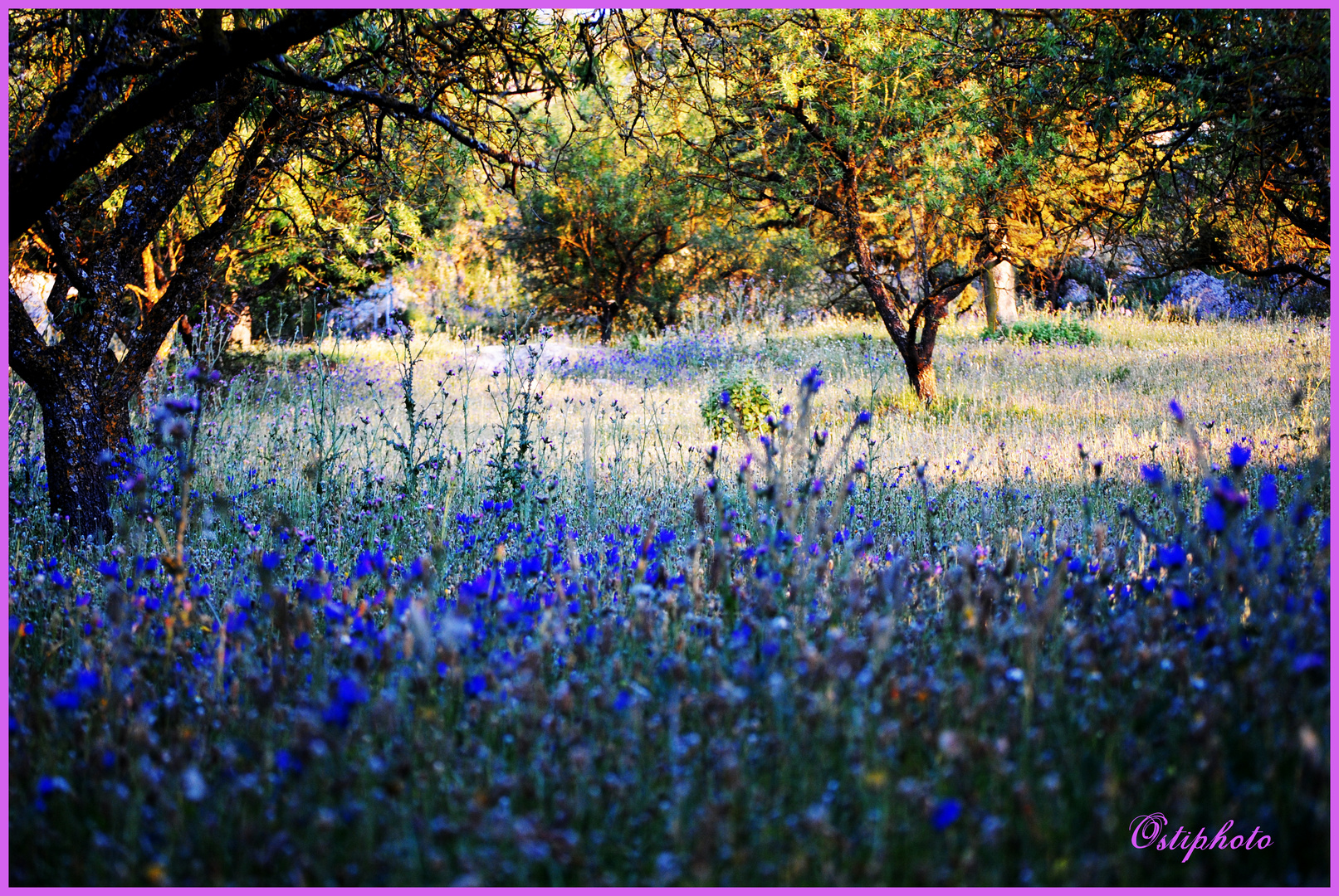 CAMPOS DE ALMENDROS