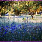 CAMPOS DE ALMENDROS