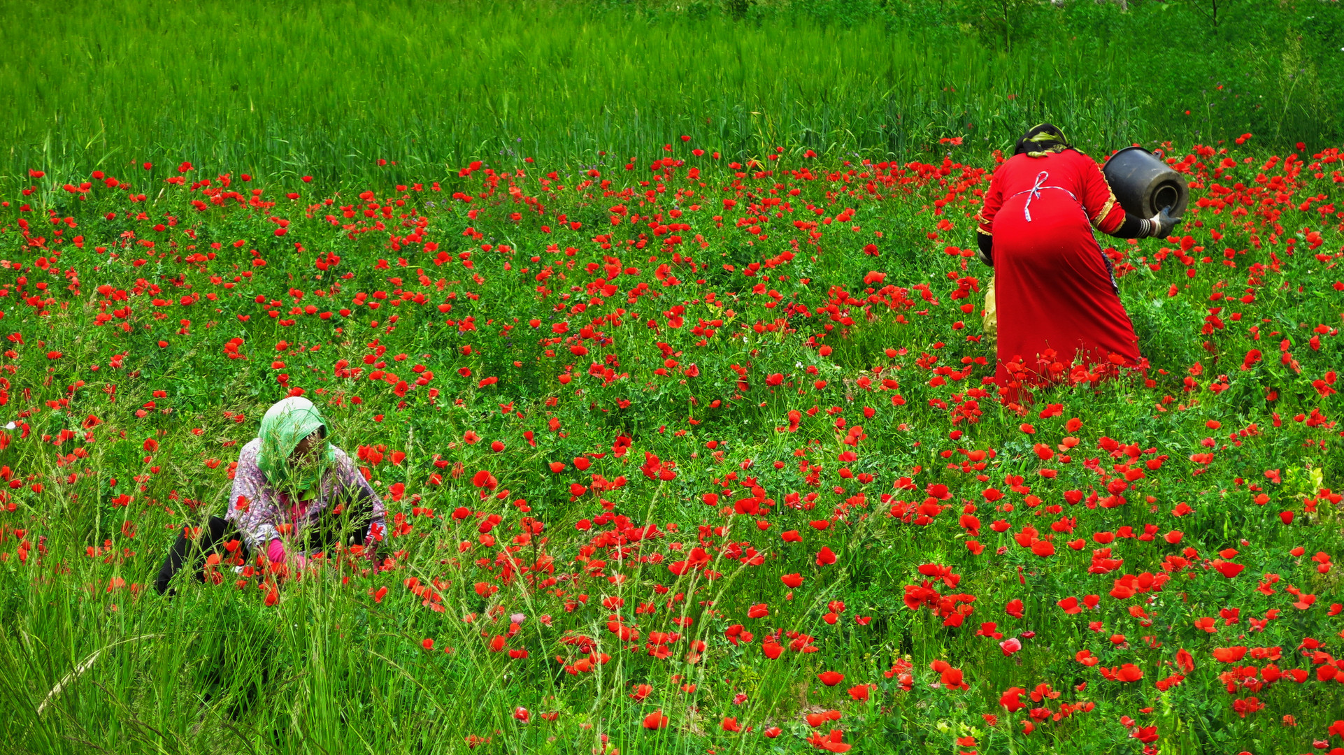 Campos de amapola, Morocco