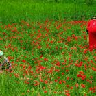 Campos de amapola, Morocco