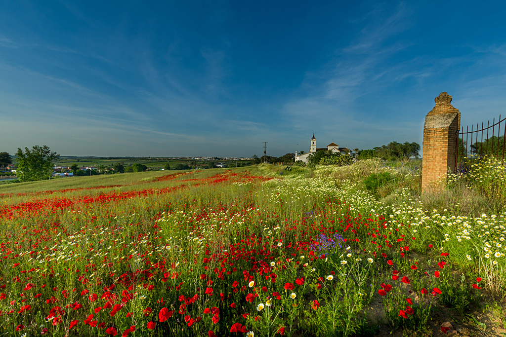 Campos de amapolas Imagen & Foto | paisajes, campo, naturaleza Fotos de